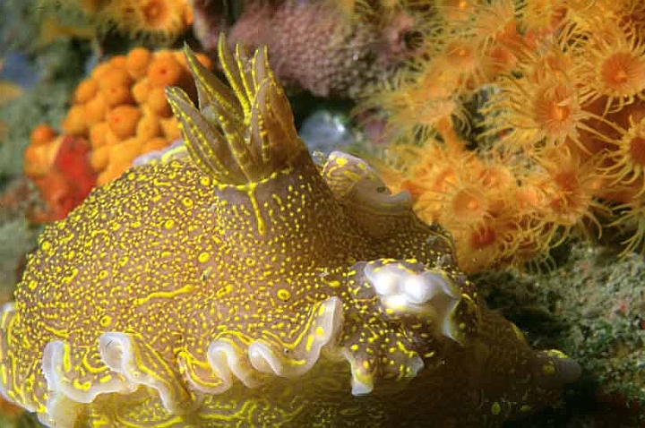 27 Hypselodoris Webbi.jpg